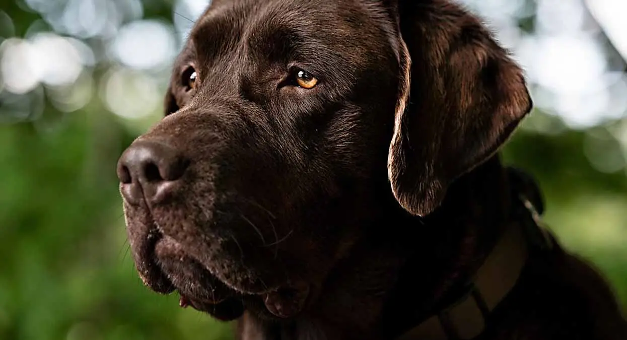 VIDEO | Ponen a dormir a perro por matar a su dueña