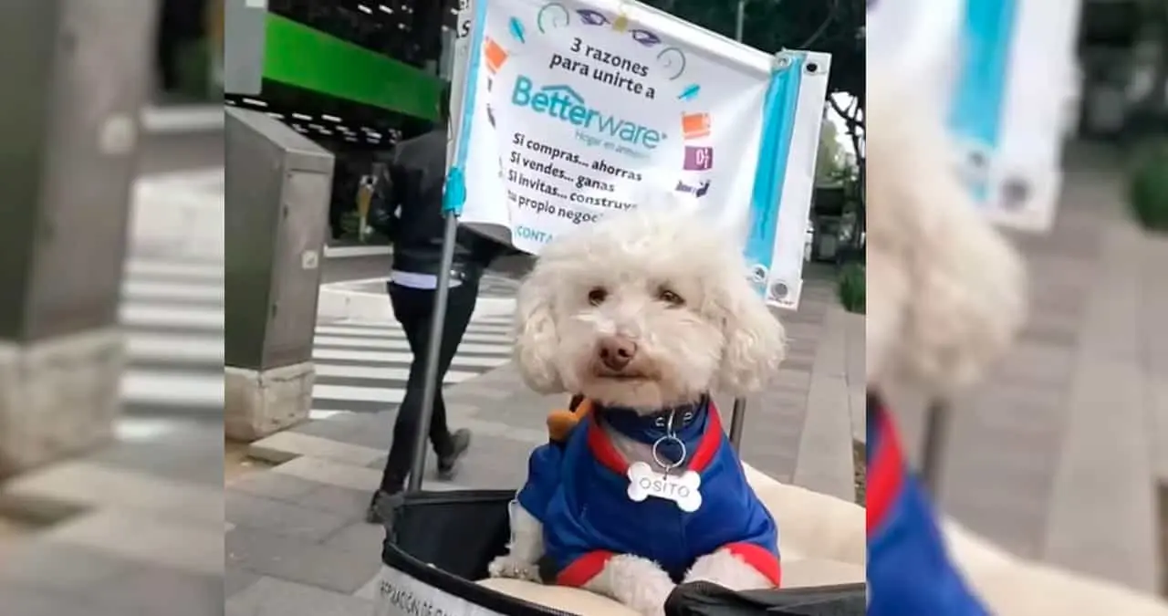 “Perro Betterware” se vuelve viral por andar en bicicleta repartiendo productos