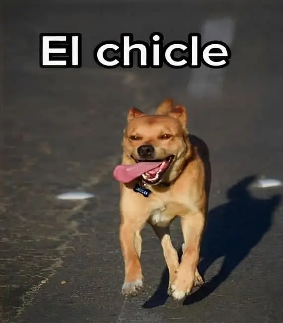 Perrito “chicles”… se vuelve viral por correr y ganar maratón