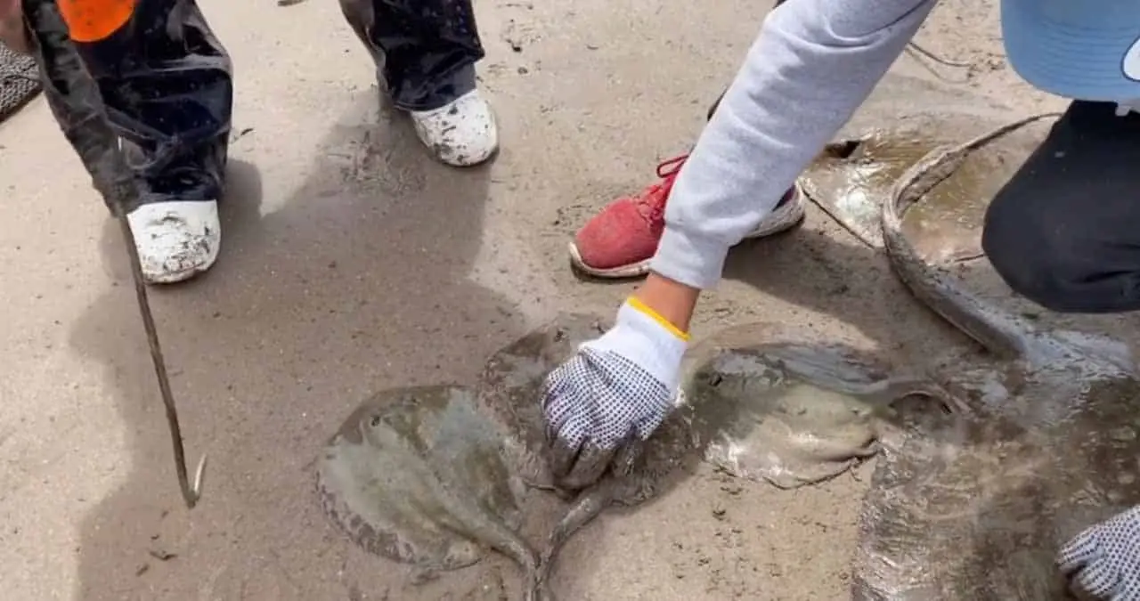 Golpea a turismo lo de tiburones