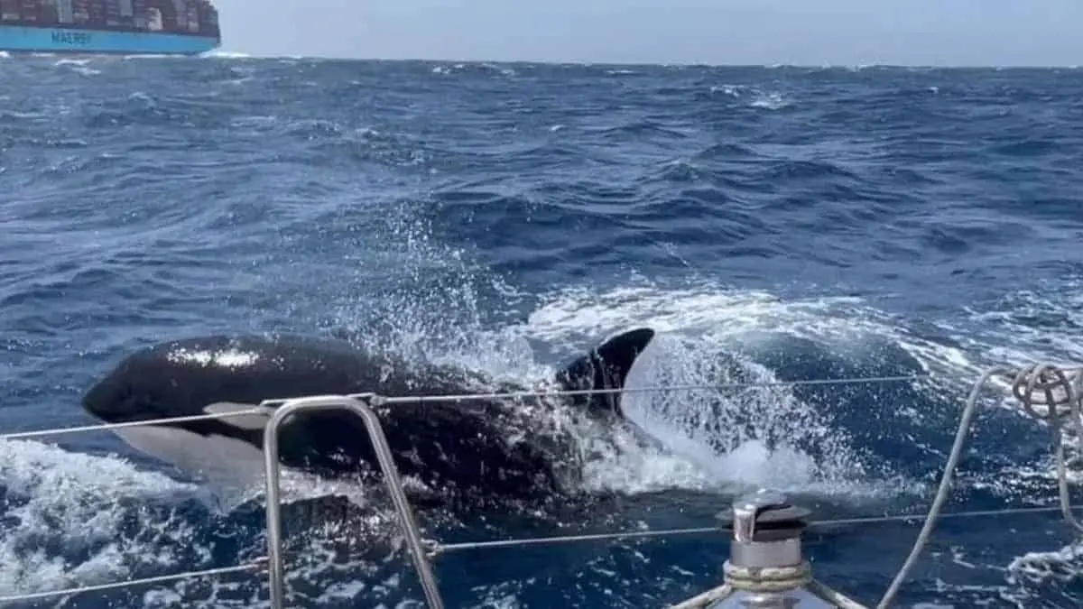 Gladis, la orca que lidera ataques de embaraciones. Foto |  Stephen Bidwell