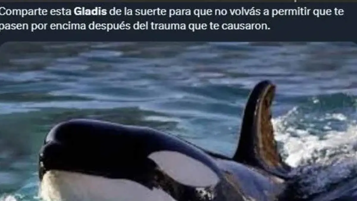 Estos son los mejores memes de la orca Gladis y “su pandilla”, que atacan y hunden embarcaciones