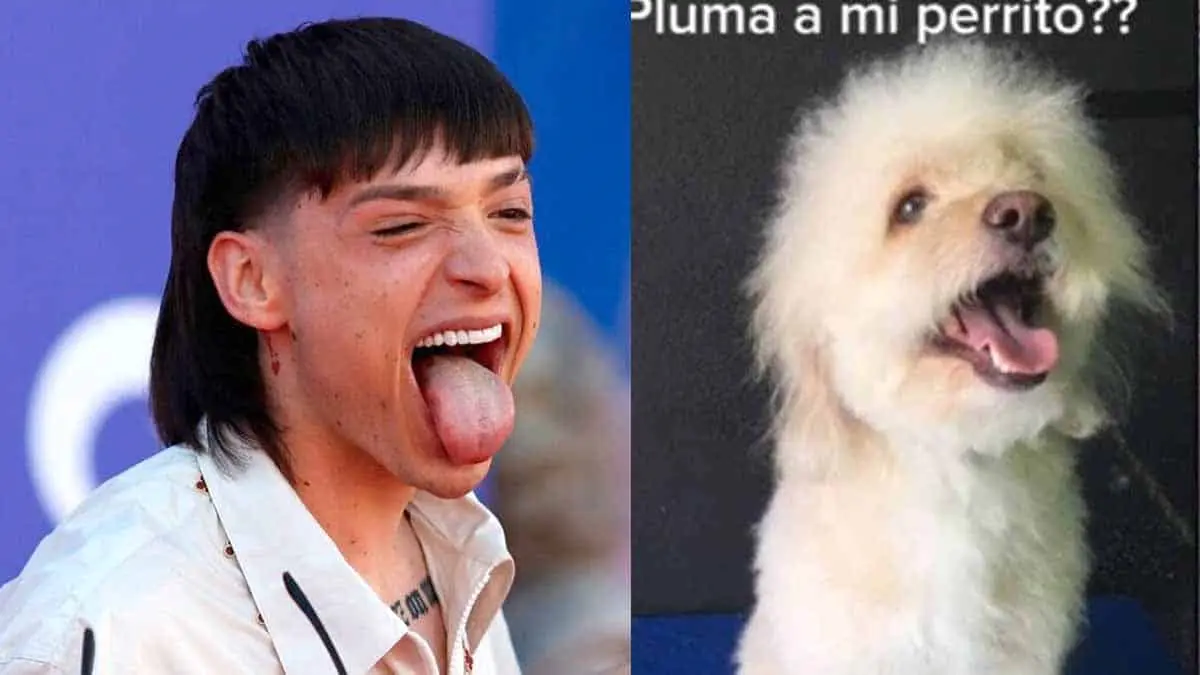 VIDEO | Perrito con corte de Peso Pluma se viraliza en TikTok