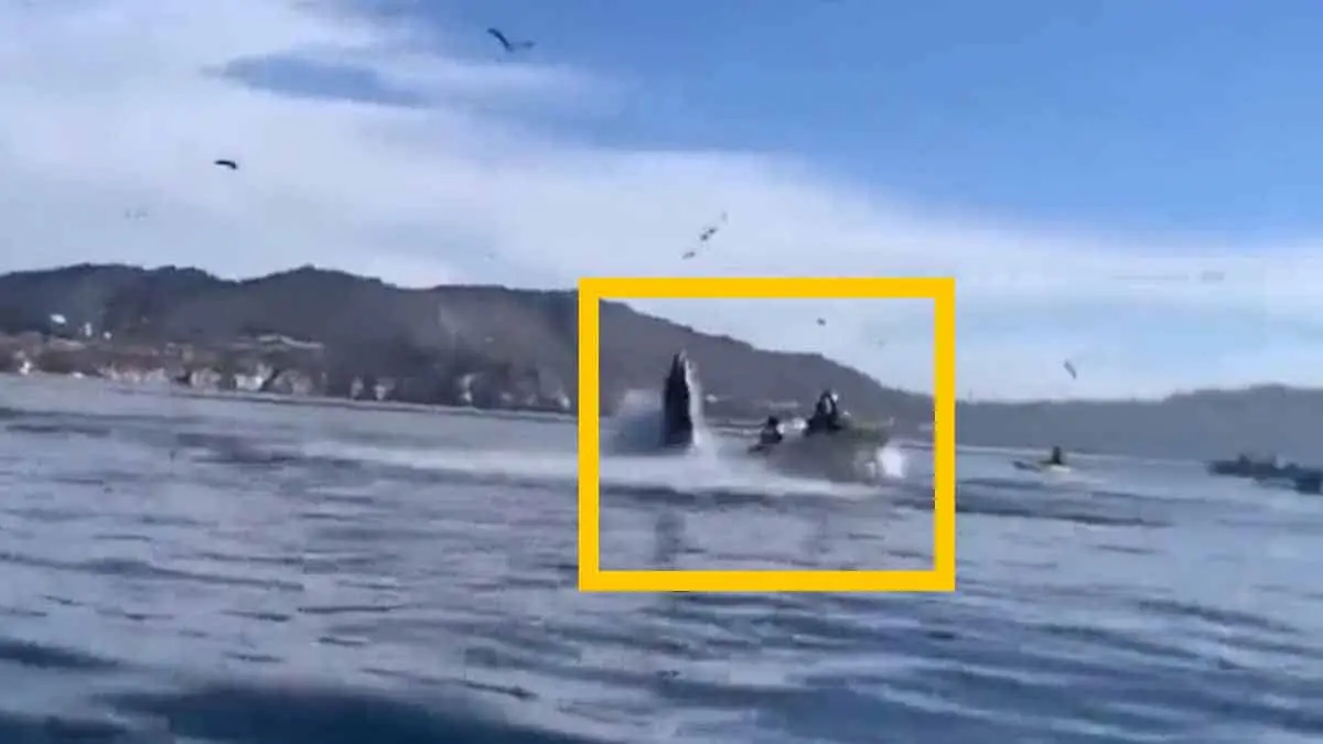 VIDEO | Así fue el momento en que una ballena jorobada se traga a 2 turistas en bahía de California