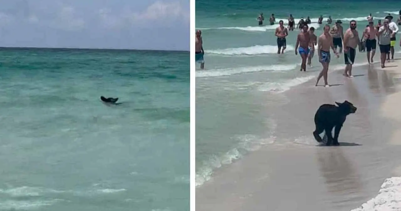 VIDEO | Oso es captado refrescándose en aguas del Golfo de México junto a bañistas