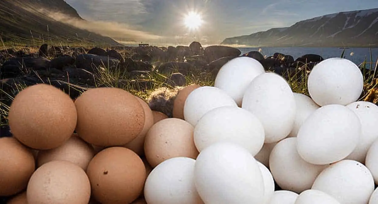 ¿Ola de calor podría afectar el precio del huevo y del pollo? Esto dice líder avícola