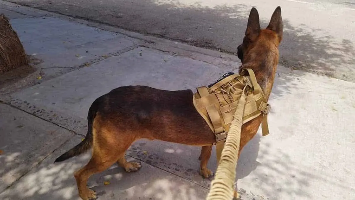 Onda de calor: piden cuidar a las mascotas