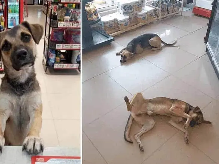 ¿Cómo evitar un golpe de calor en tu perro?