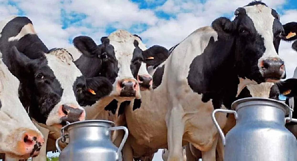 Escasea la leche