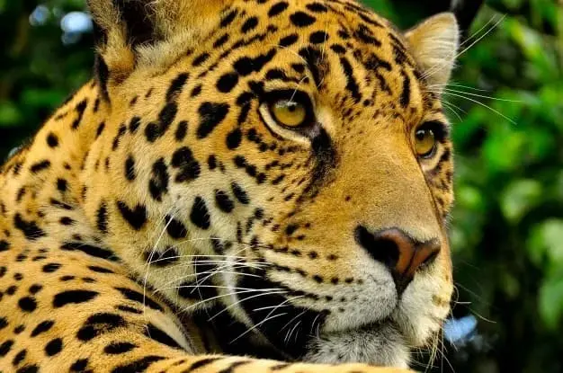 Registro de jaguar en Parque La Colorada es un signo de un ecosistema saludable: Profepa Sur de Sonora