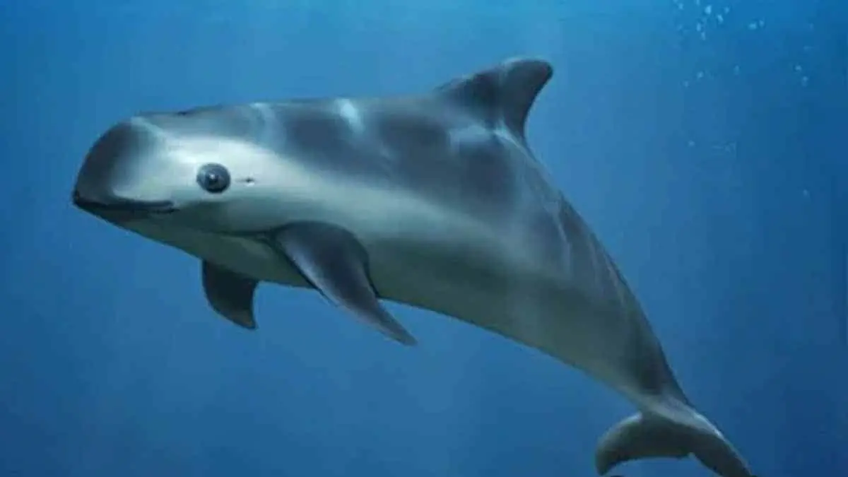 AMLO agradece a Joe Biden no aplicar sanción por supuesto descuido a la vaquita marina
