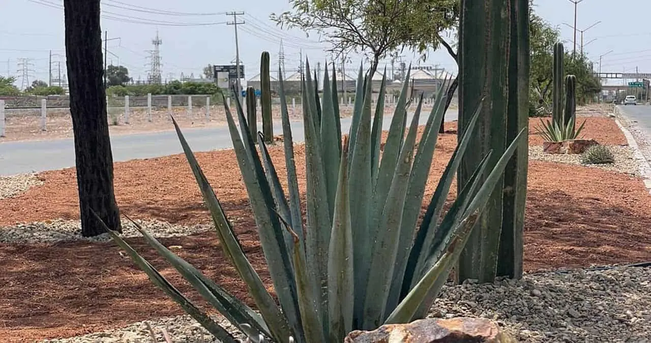Embellecerán camellón ubicado al sur de Ciudad Obregón