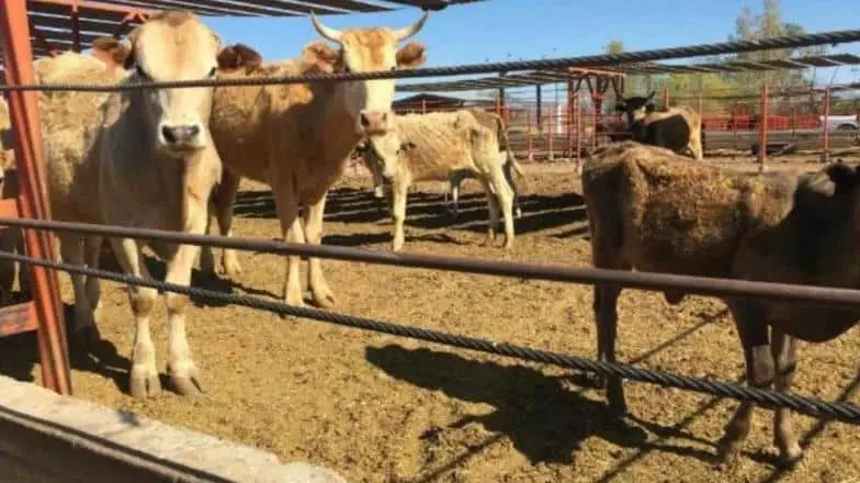 Debido al calor, muere ganado en el sur de Sonora