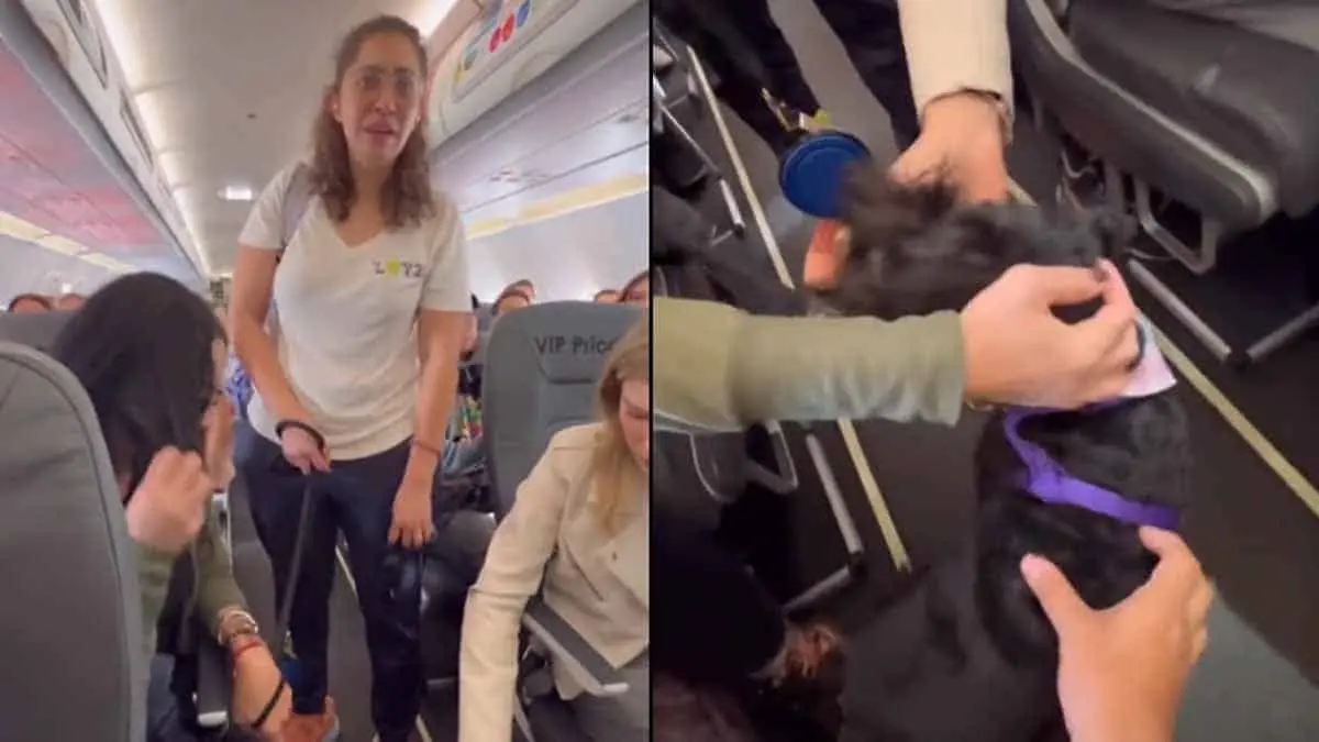 VIDEO | Viva Aerobús baja de avión a mujer viajaba acompañada de mascota de soporte emocional