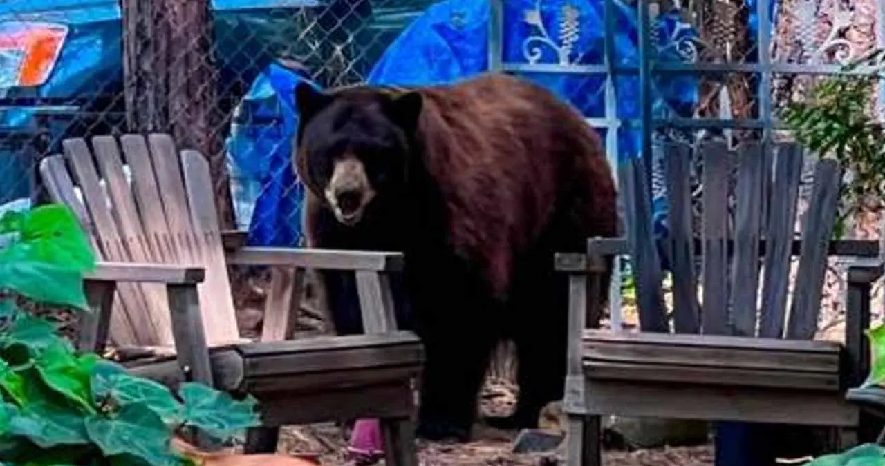 Niño es atacado por un oso pardo en Nueva York