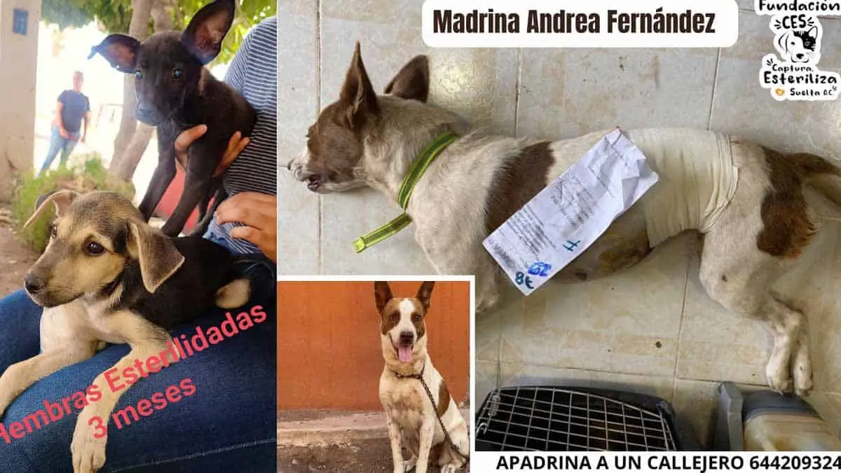 Fundación CES realizará campaña de esterilización de perros y gatos en Cajeme