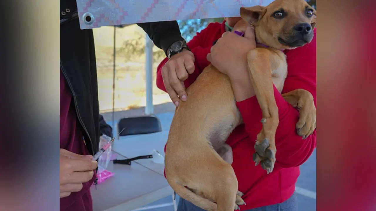 Garrapatas y pulgas: médica alerta de medicamento y pide informarse para no dañar la salud de las mascotas