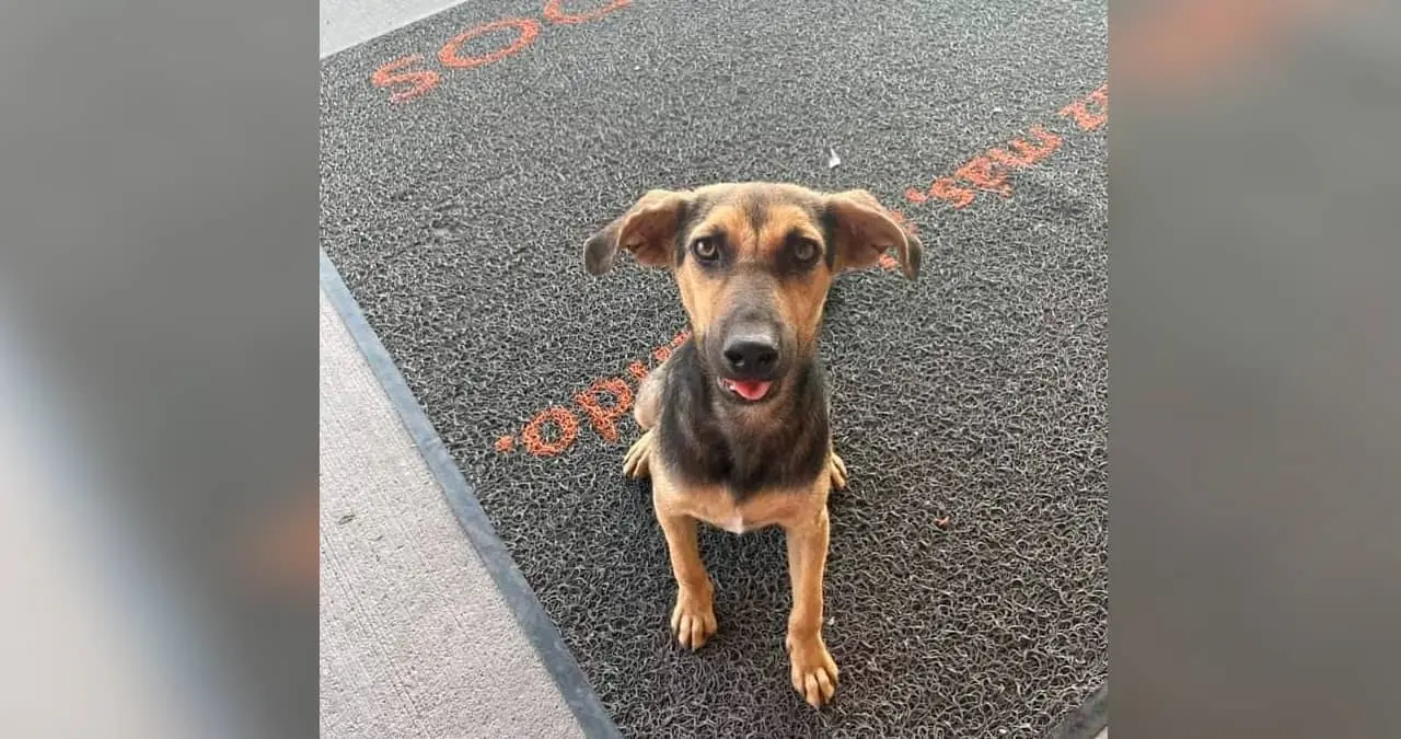 Naranjita cuenta con un hogar; la perrita vivía en una tienda departamental en Cajeme