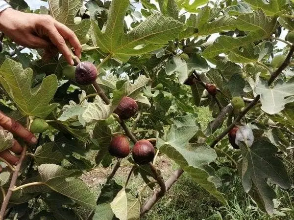 Promueven el higo por su gran potencial en la región del Mayo
