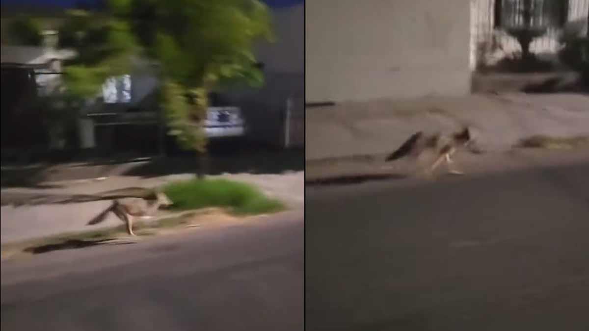 VIDEO | Captan a coyote corriendo por las calles de Hermosillo