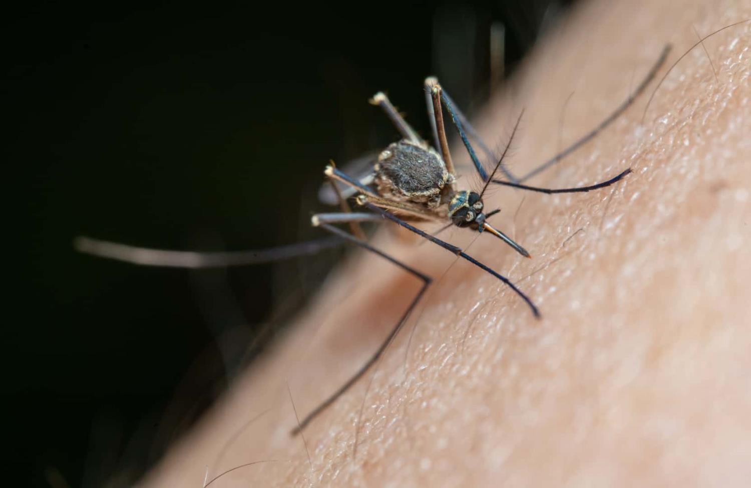 ¿Tu sangre es dulce? Estudio muestra cómo los mosquitos eligen a su víctima