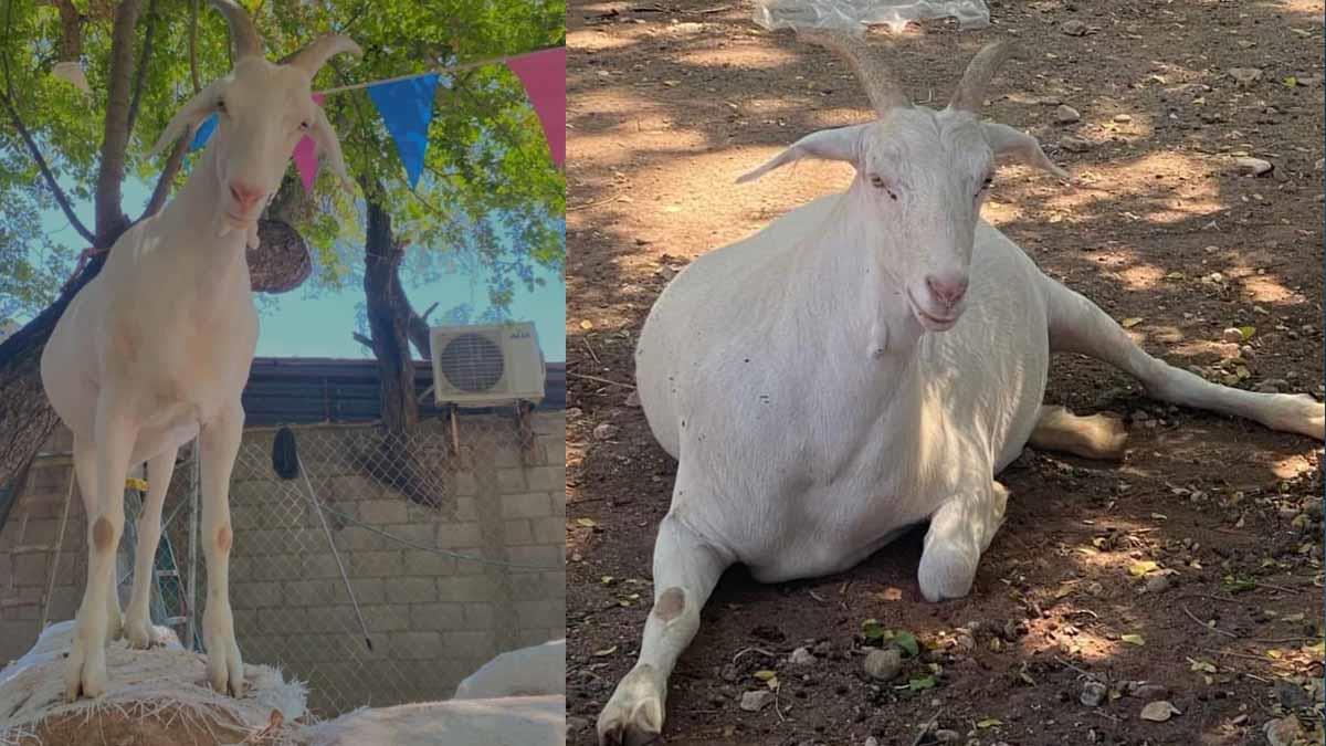 Buscan a “Rodrigo”, un chivo que fue robado en un restaurante de Cajeme