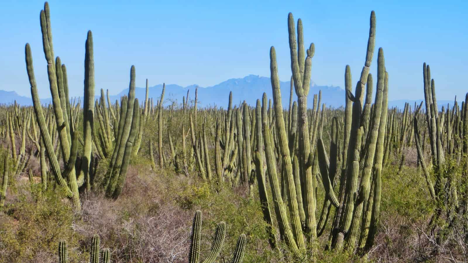 Buscan que Bosque Pitayal sea área natural protegida en el Sur de Sonora