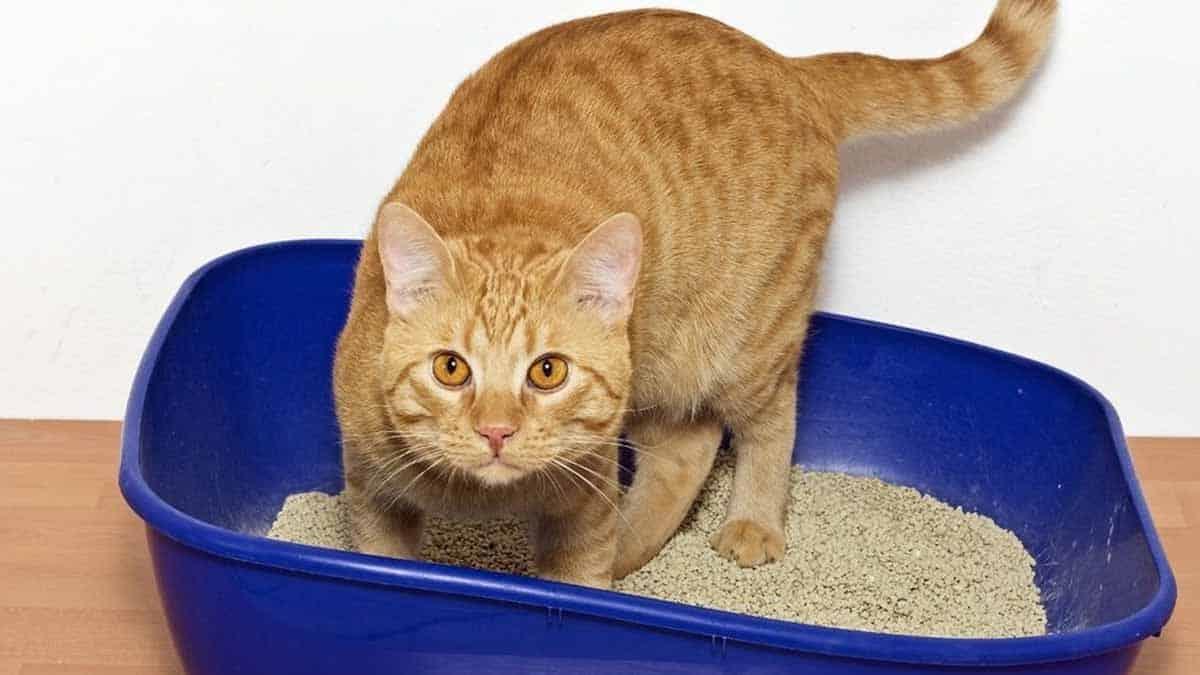 ¿Cómo hacer arena para gatos barata con periódicos reciclados?