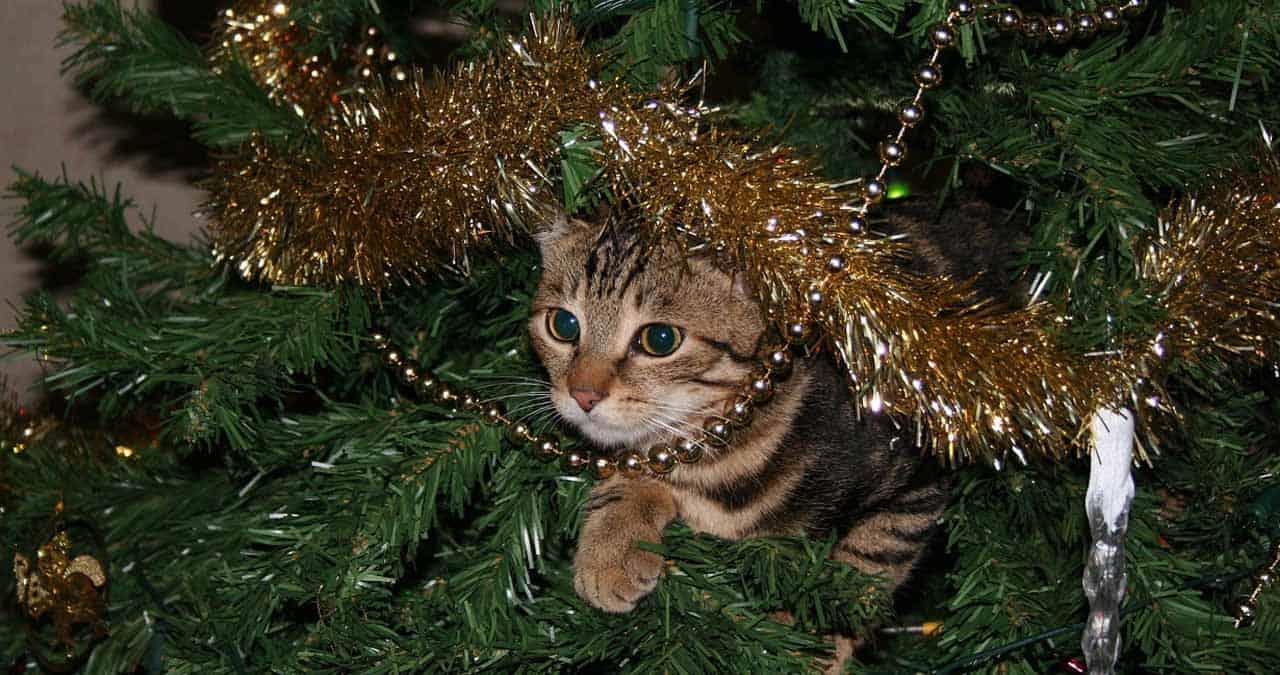 ¿Por qué los gatos se obsesionan con los árboles de Navidad y cómo evitarlo?