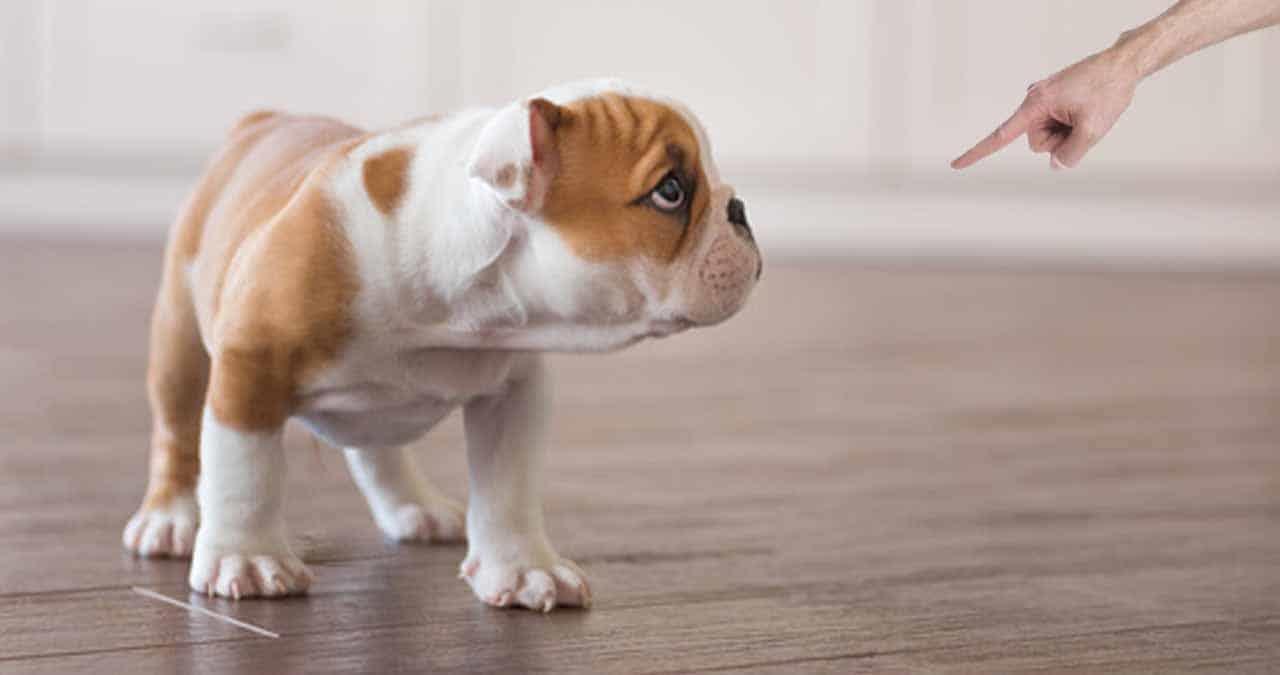 Trucos para evitar que tu perro orine por todos los rincones de tu hogar