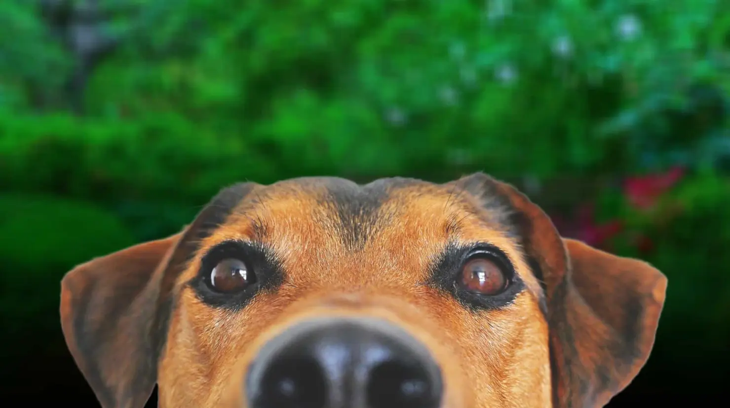 Este es el origen de la palabra “Firulais” que se usa para nombrar a los perritos