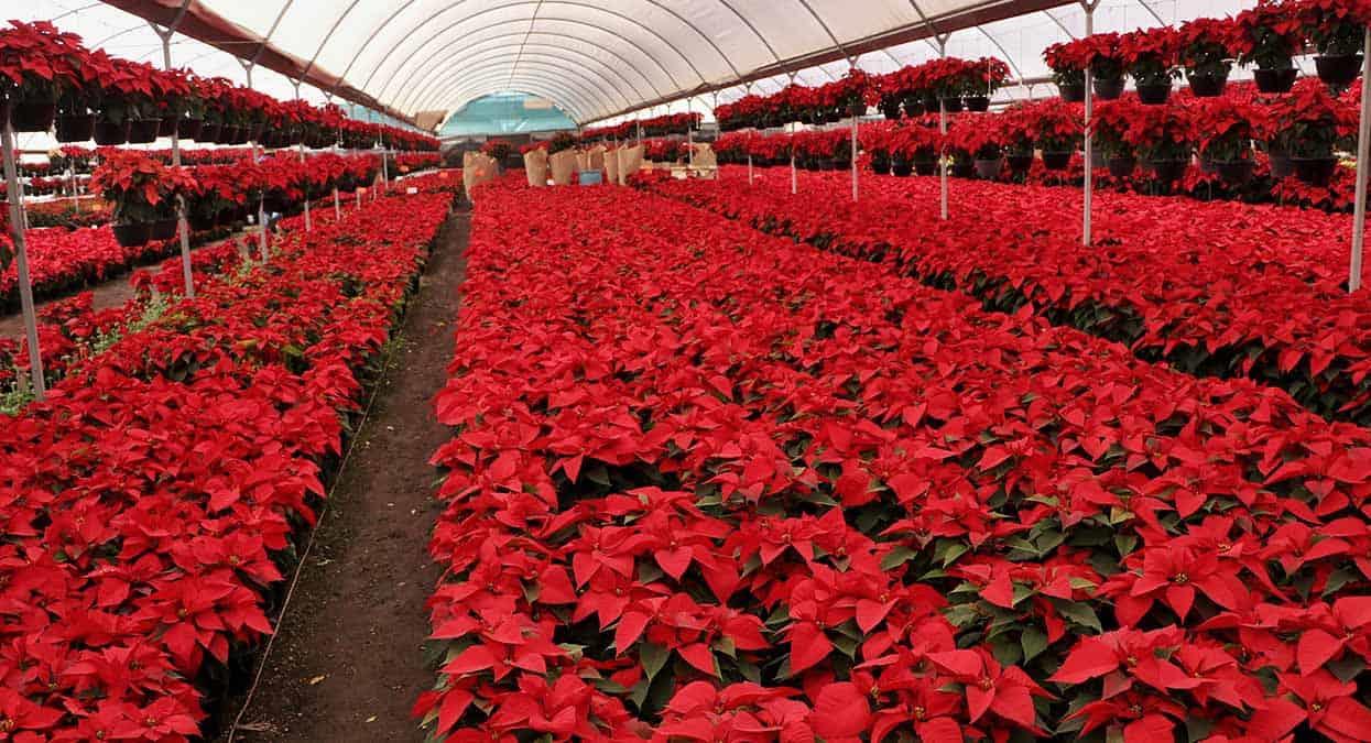 Trucos y consejos para conservar en buen estado tu planta de Nochebuena