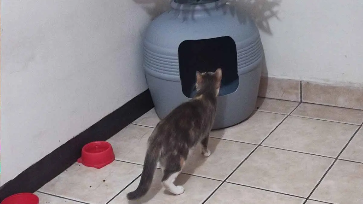 Trucos para quitar el mal olor de la arena de los gatos