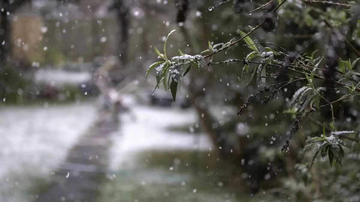 Clima en Sonora: Llega la segunda tormenta invernal, ¿cómo afectará a la entidad?