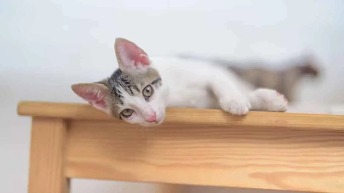 VIDEO | ¿Por qué los gatos le temen al papel aluminio?; con este truco dejarán de subirse a la cocina