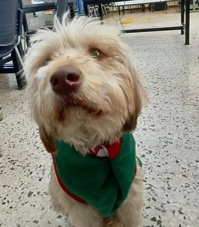 El Greñas pasó una Navidad perrona