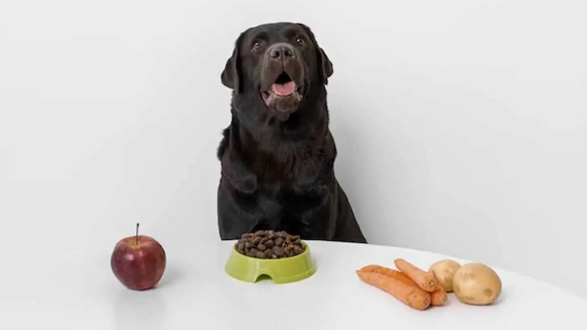 ¿Qué verduras pueden comer los perros y son muy beneficiosas para su salud?