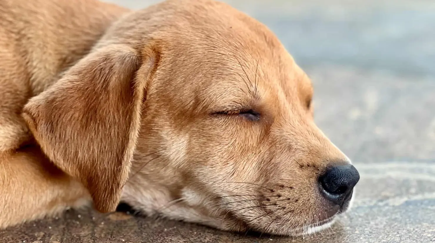 ¿Los perros y gatos ayudan a la salud de los adultos mayores? Esto dice un estudio