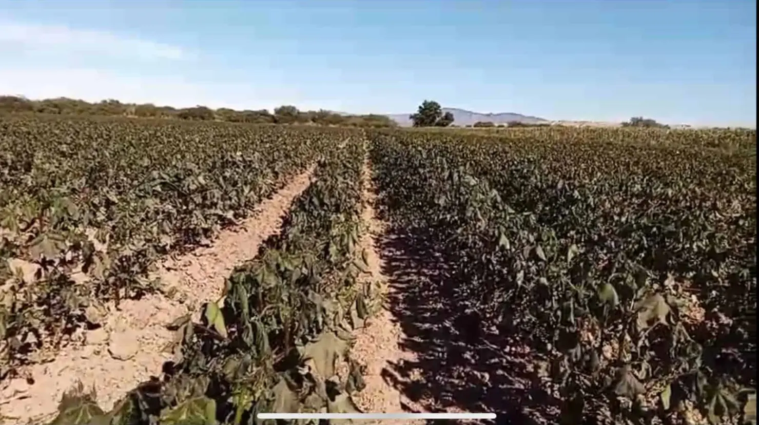 Frío afecta al algodón, por cambios en su fecha de siembra