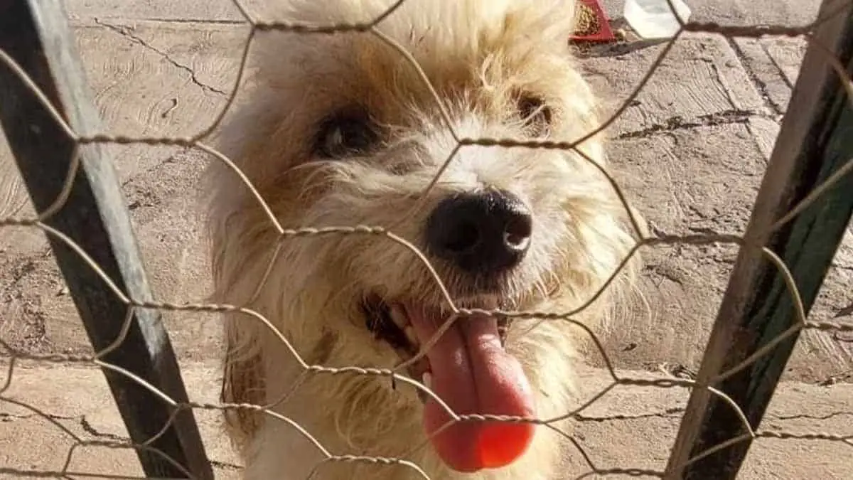 Por el frío piden resguardar a mascotas