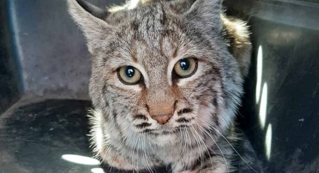 Capturan a lince cachorro en Hermosillo; lo liberan horas más tarde