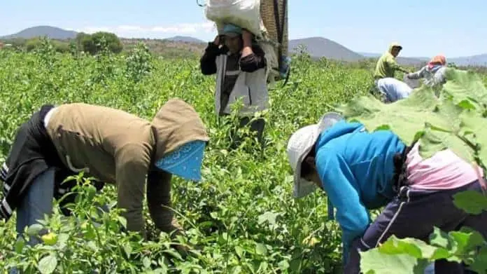 Alertan de posibles abusos a jornaleros del Valle del Mayo