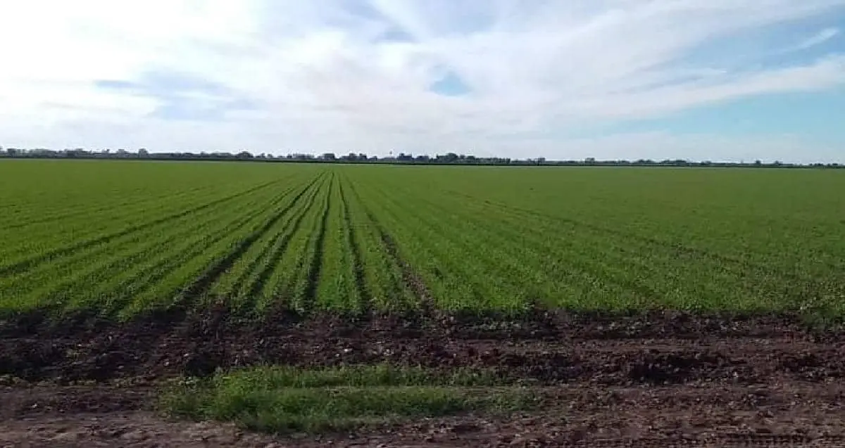 En el Mayo, se beneficia el trigo con horas frío
