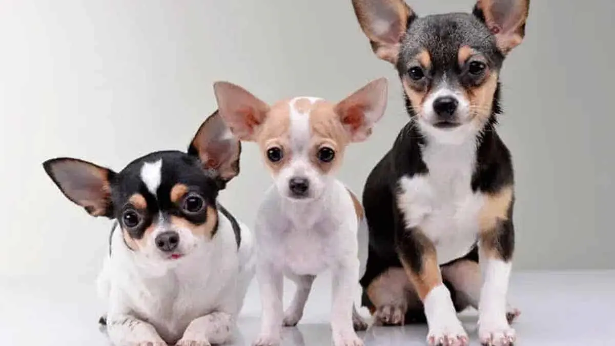 Mascotas: ¿Cuántos años viven los perros chihuahua?