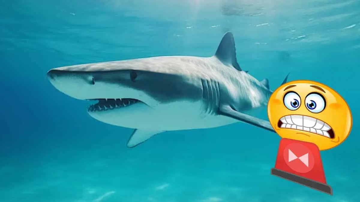 Alertan por avistamiento de tiburón blanco en el Cochórit y Playa del Sol