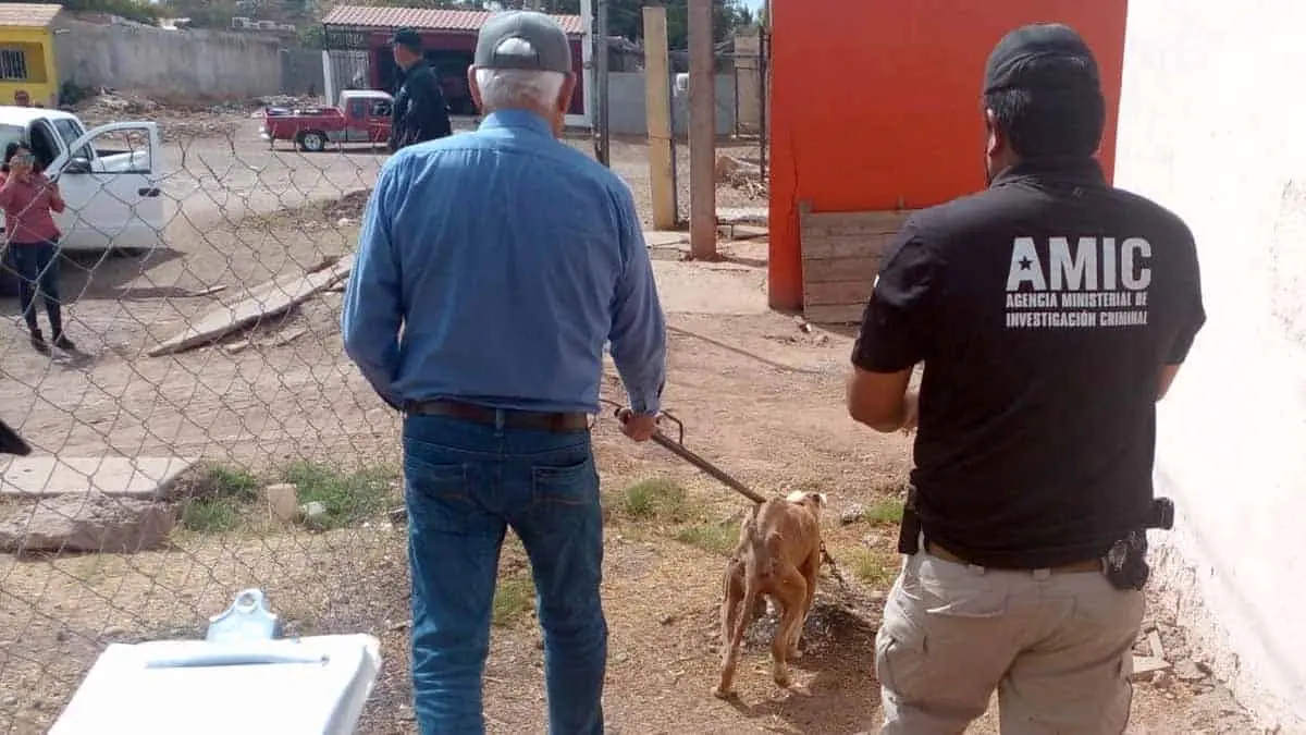 Rescatan a perrito maltratado en Ciudad Obregón