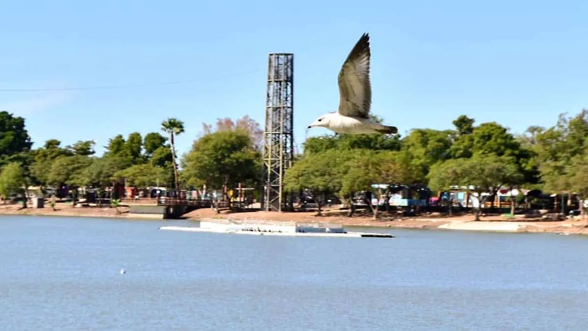 Extraerán tilapia de la Laguna del Náinari en Ciudad Obregón