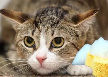 ¿Con que frecuencia se debe bañar un gato? esto sabemos