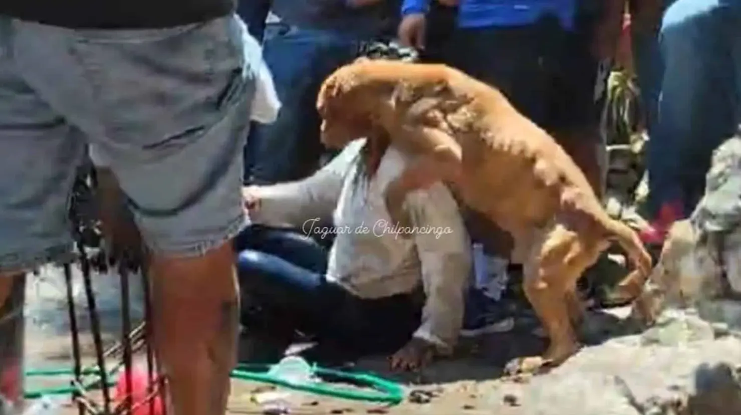 Caso Camila: Perro intentó proteger a Ana Rosa, presunta asesina de la niña en Taxco