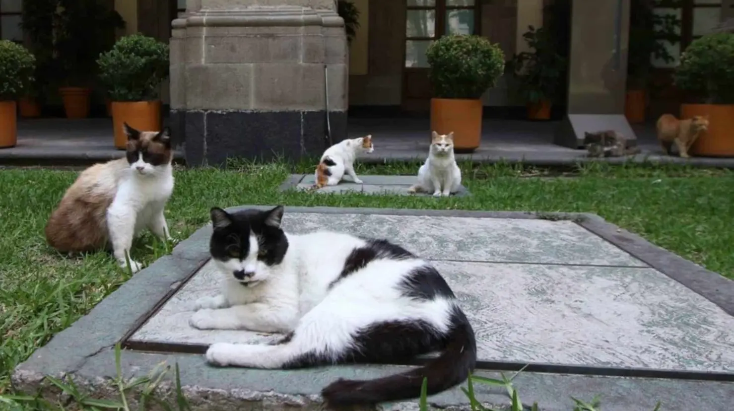 Por orden de AMLO, gatos de Palacio Nacional tendrán presupuesto de alimentación y cuidados